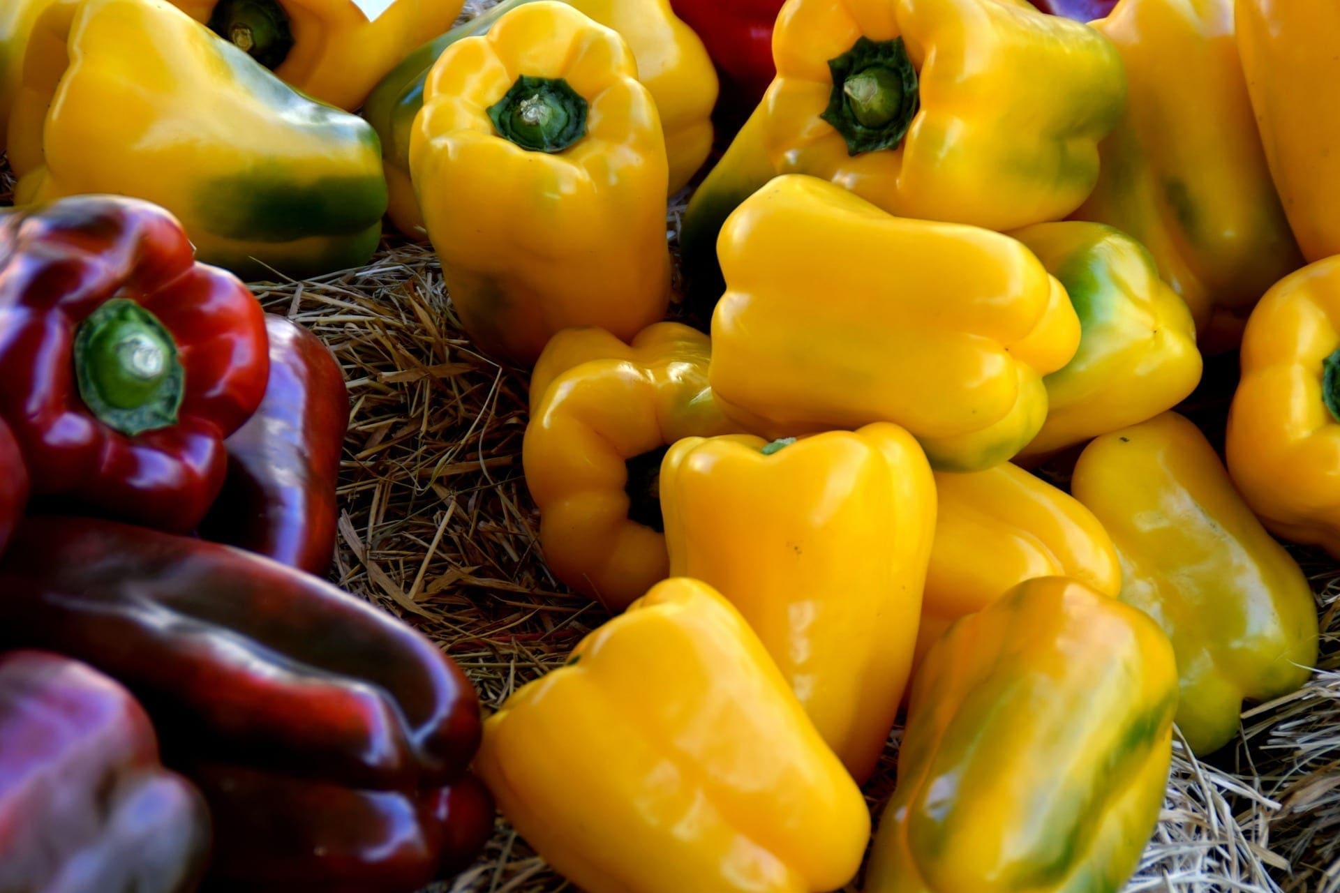 Culture des poivrons et piments