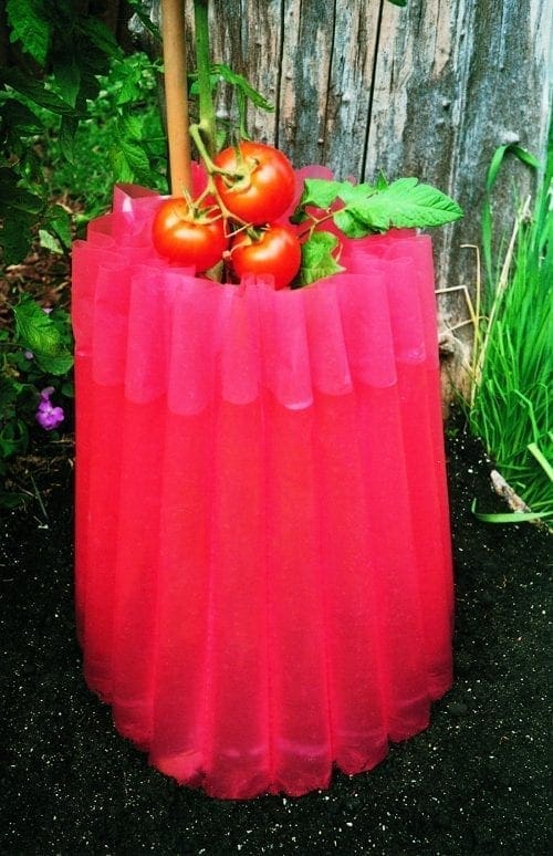  Protecteur Monsieur Tomate – Ensemble de 10 Protecteurs à tomate