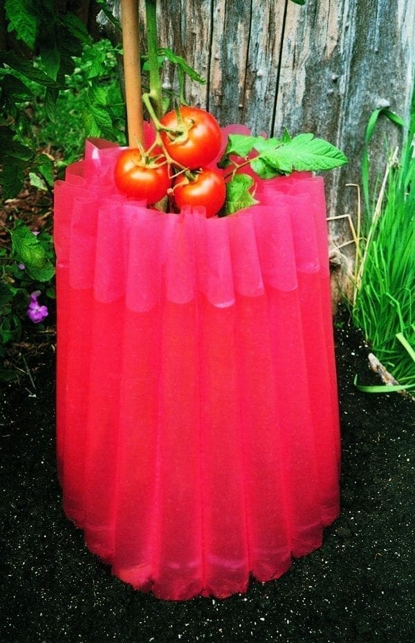 Protecteur Monsieur Tomate