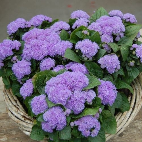  Ageratum Aloha Blue F1