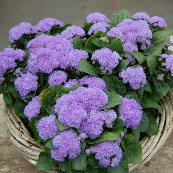 Ageratum Aloha Blue F1