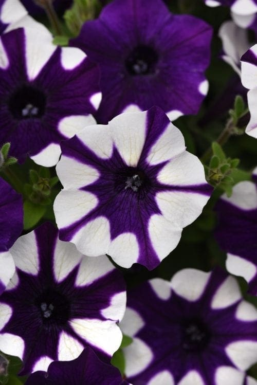 Pétunia Shock Wave® Purple Tie Dye F1