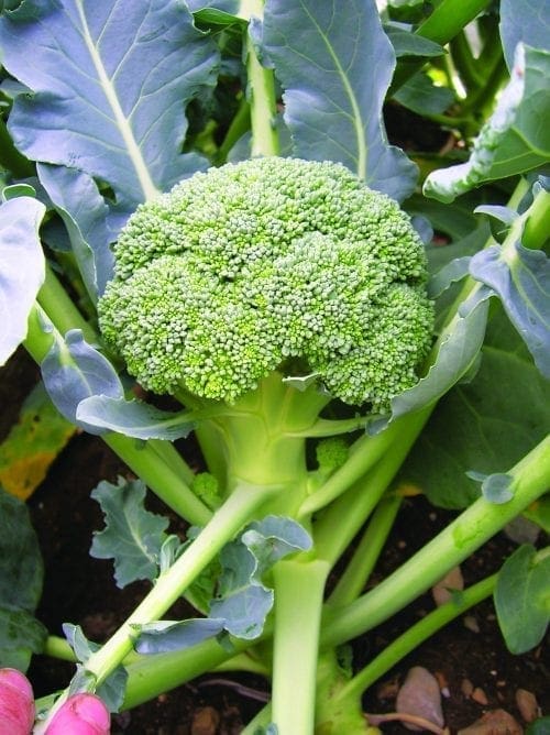  Brocoli BR 18 F1