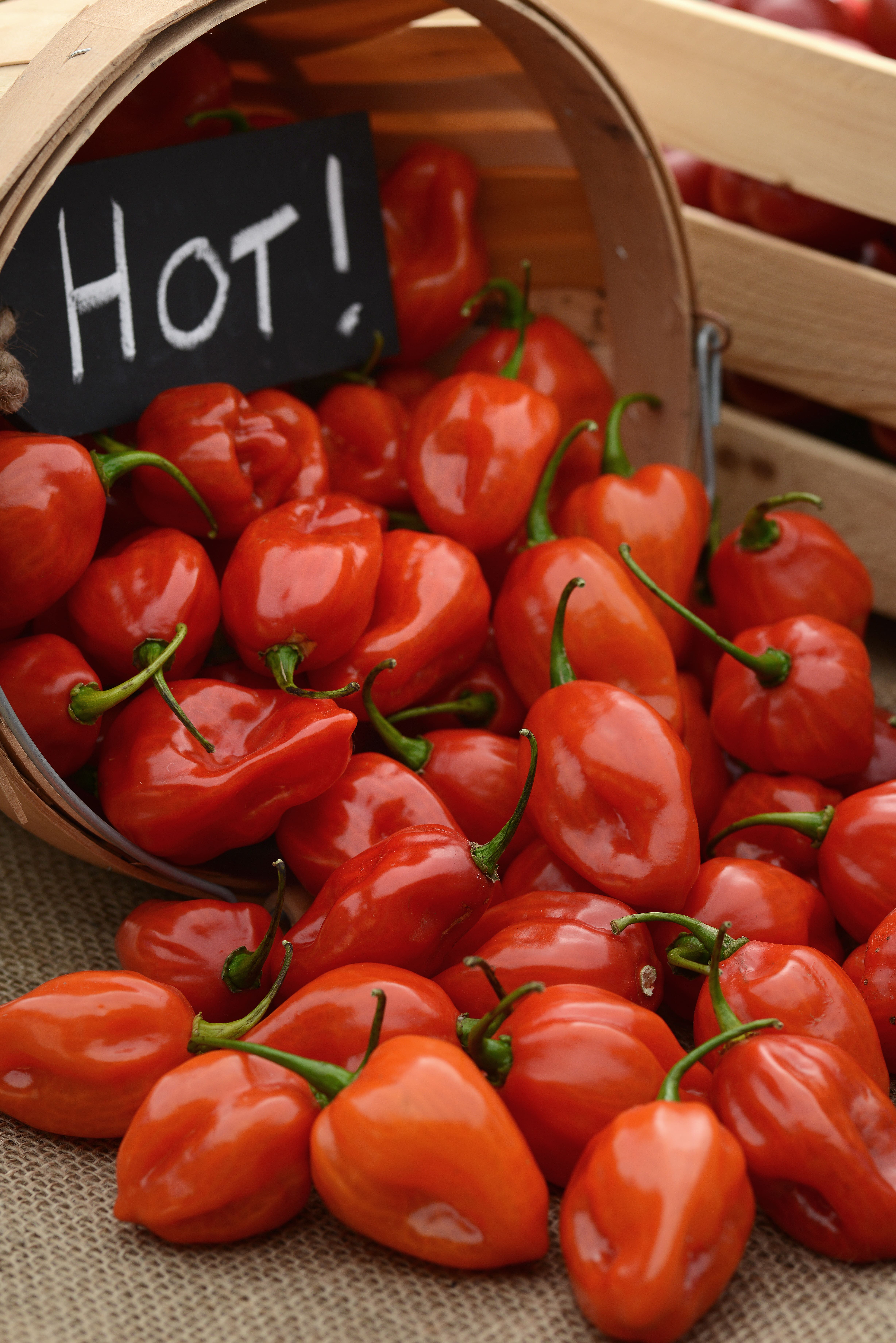  Piment Primero Red F1