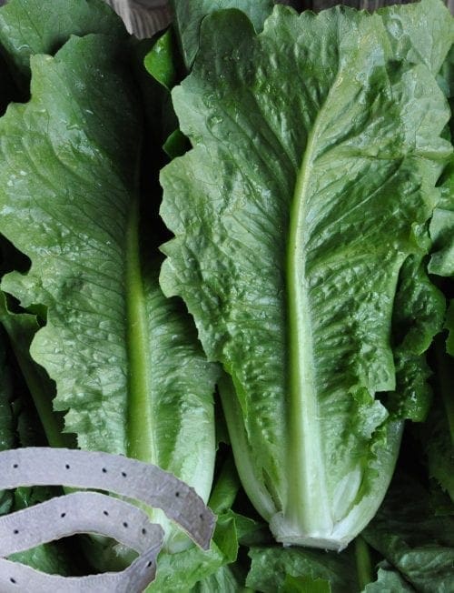  Laitue en ruban Romaine