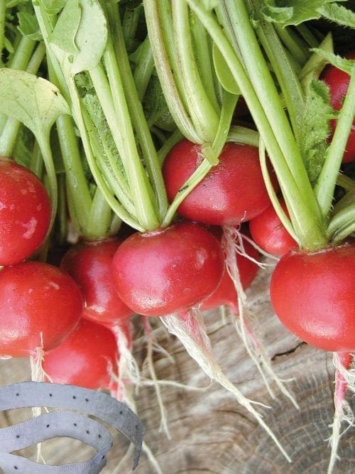  Radis en ruban Cherry Belle