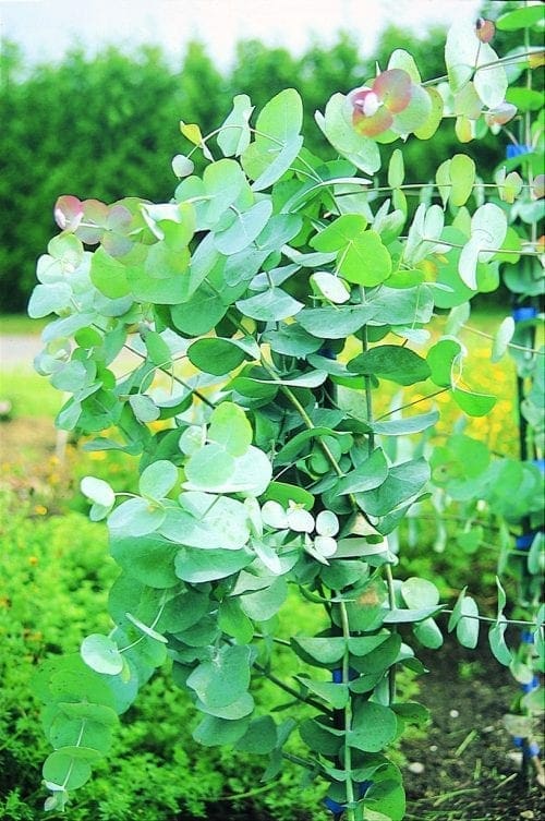  Eucalyptus Silverdrop