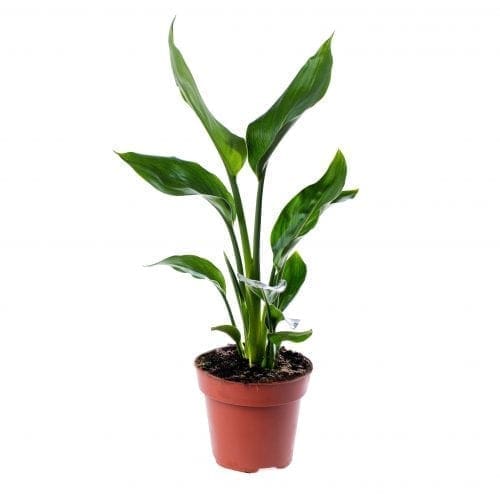  Oiseau du Paradis – Strelitzia reginae