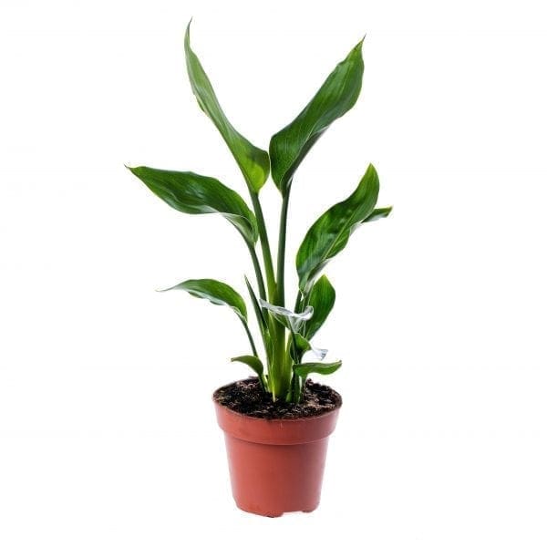 Oiseau du Paradis - Strelitzia reginae