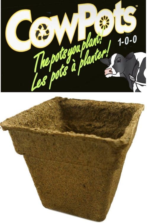  ‘CowPots’ 10 cm