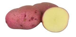  Pommes de terre (bulbes) Norland