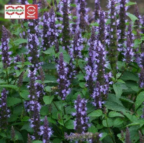 Agastache Astello Indigo F1