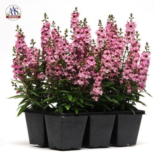  Angelonia Serenita® Pink F1