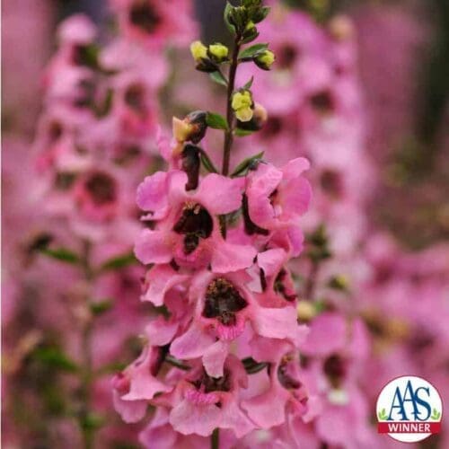  Angelonia Serenita® Pink F1