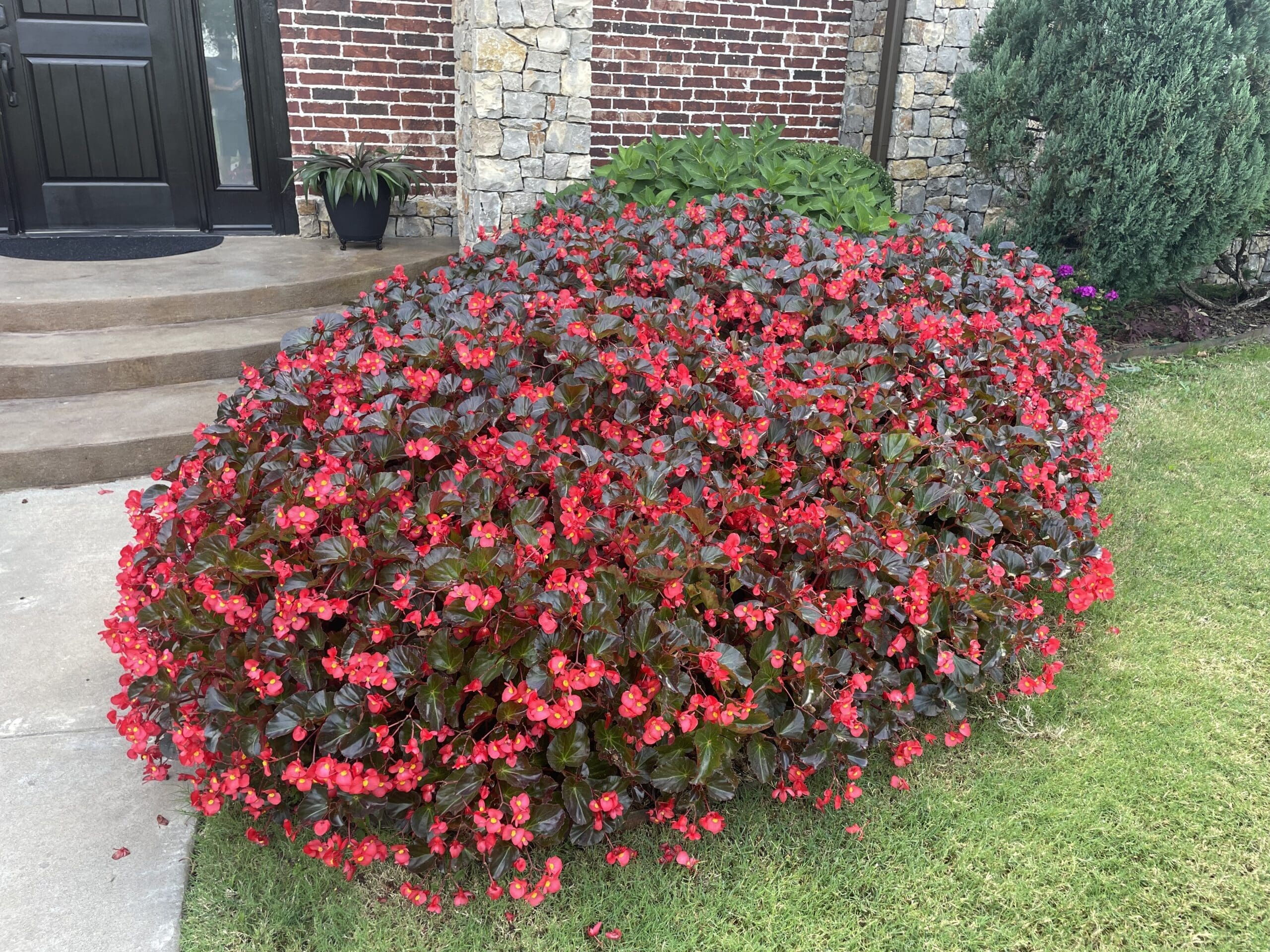 Bégonia Viking® XL Red on Chocolate F1 – Image 2