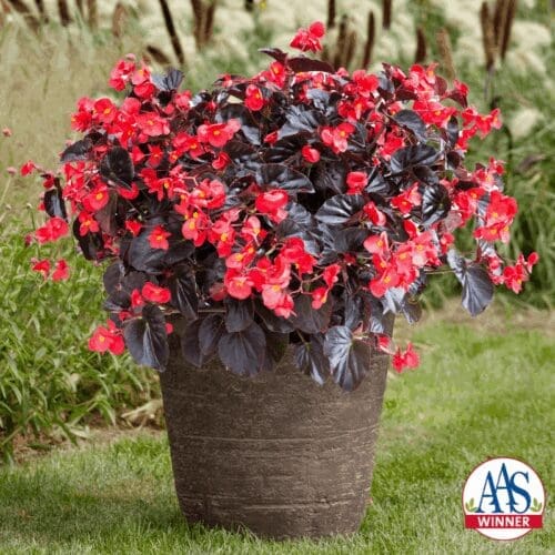  Bégonia Viking® XL Red on Chocolate F1