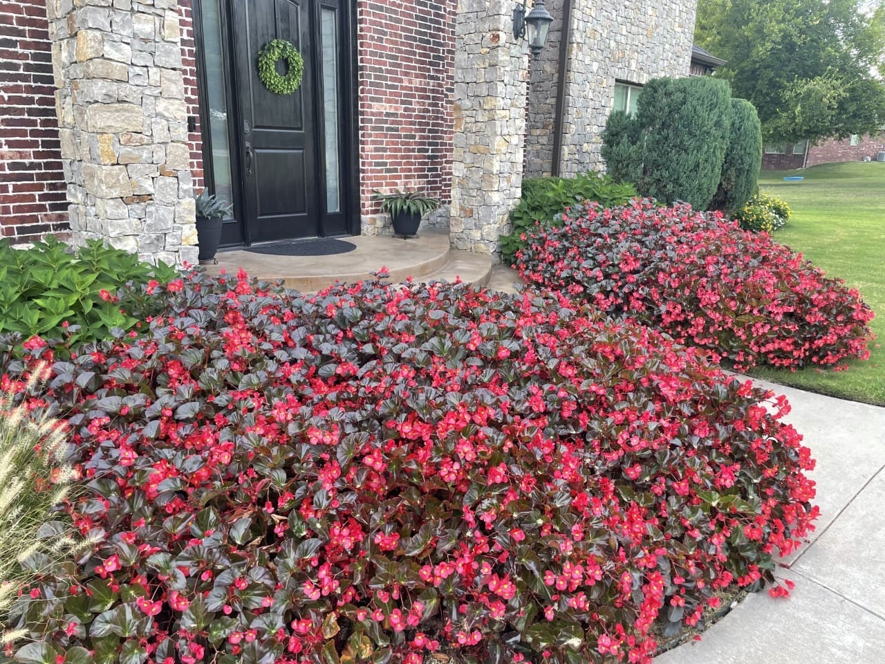 Bégonia Viking® XL Red on Chocolate F1 – Image 3