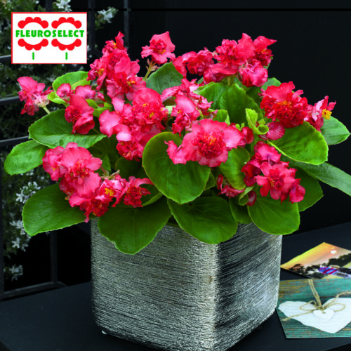  Bégonia Fiona™ Red F1
