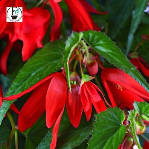 Bégonia Santa Cruz® F1