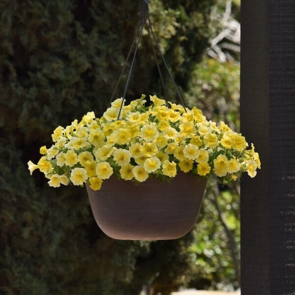 Petchoa Caliburst™ Yellow F1