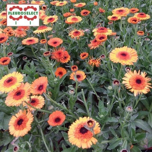  Souci Crown Orange