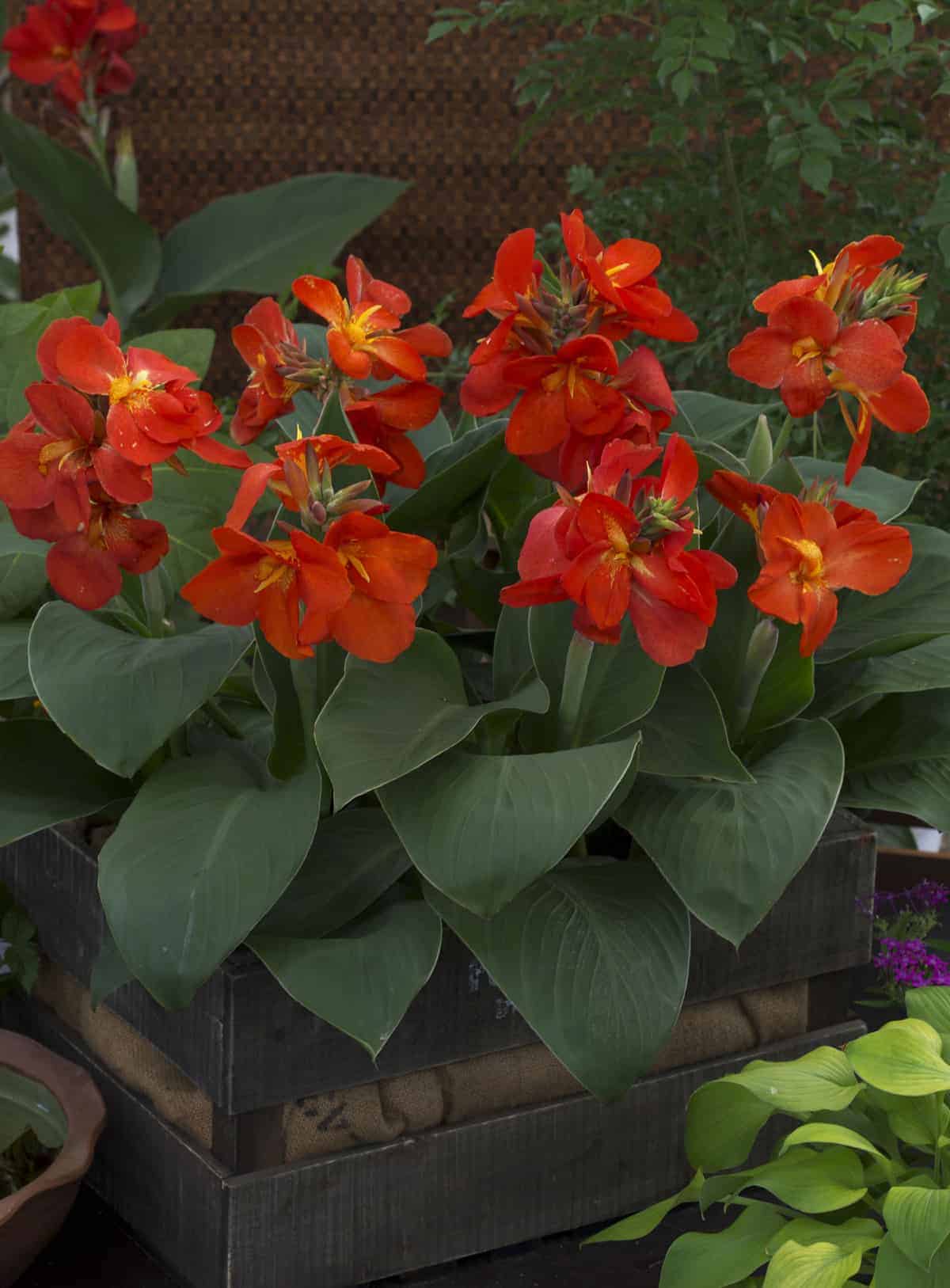 Canna South Pacific™ Scarlet F1 – Image 3