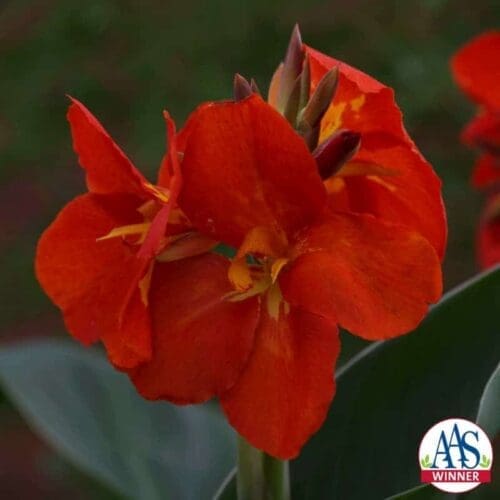  Canna South Pacific™ Scarlet F1