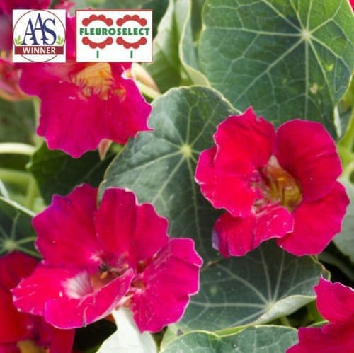  Capucine Baby Rose