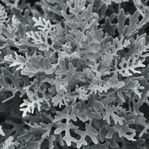  Cinéraire Silverdust