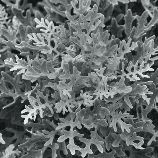 Cinéraire Silverdust