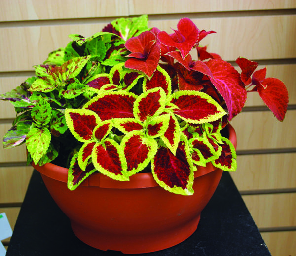 Coleus Wizard® Mélange