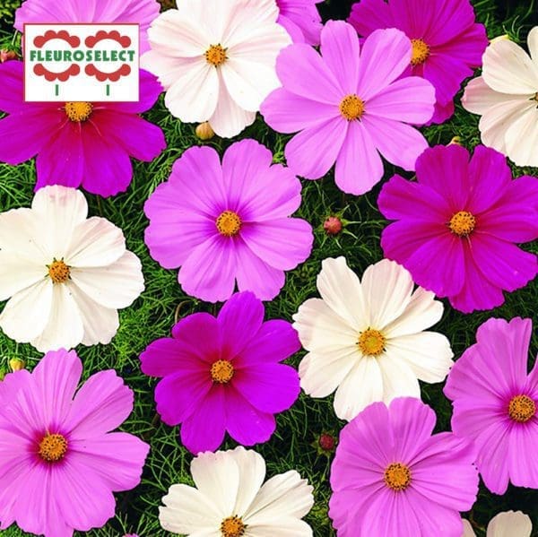 Cosmos Sonata™ Mélange