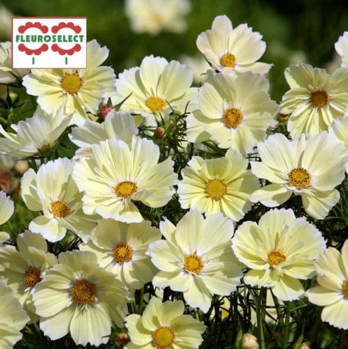  Cosmos Xanthos