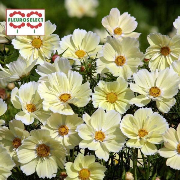 Cosmos Xanthos