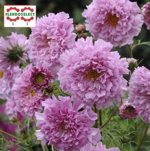  Cosmos Double Click Rose Bonbon