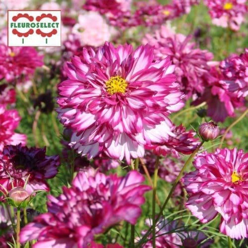  Cosmos Double Click Bicolour Violet