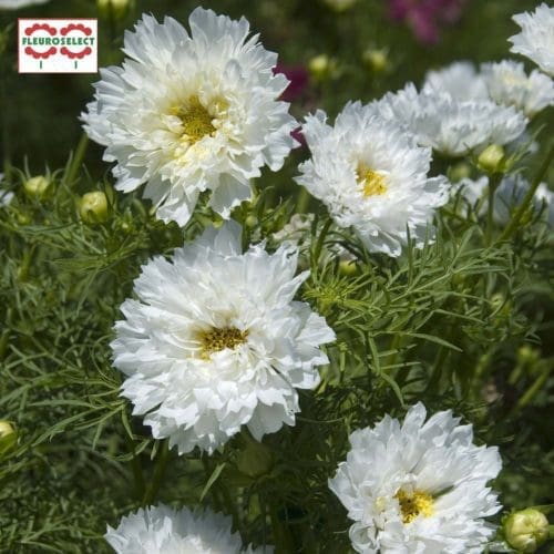  Cosmos Double Click White