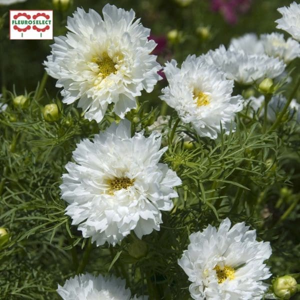 Cosmos Double Click White