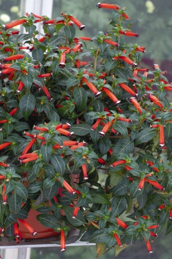 Cuphea Dynamite