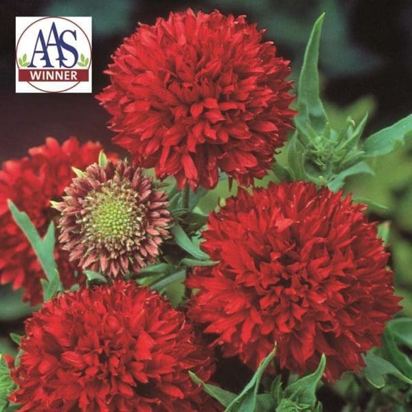 Gaillarde Red Plume