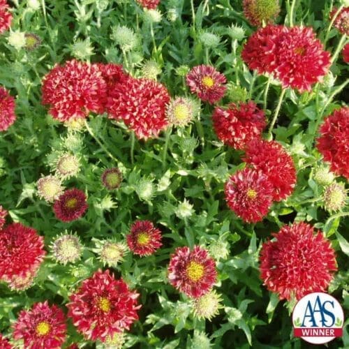  Gaillarde Red Plume