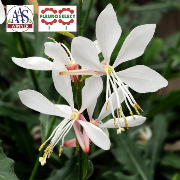 Gaura Sparkle White