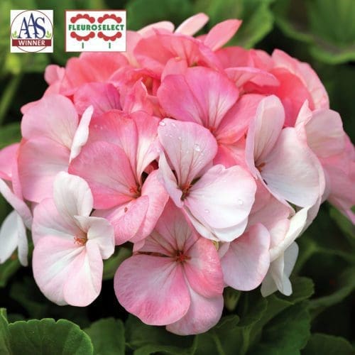  Géranium Pinto™ Premium White to Rose F1
