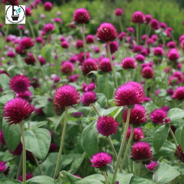 Gomphrena Ping Pong Purple