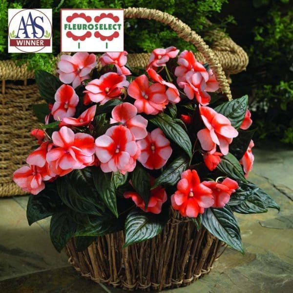 I N G Florific® Sweet Orange F1