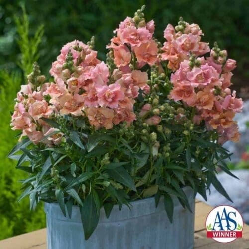  Muflier Twinny™ Peach F1