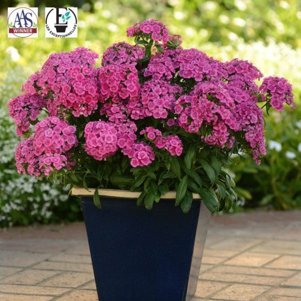Dianthus Jolt™ Pink F1