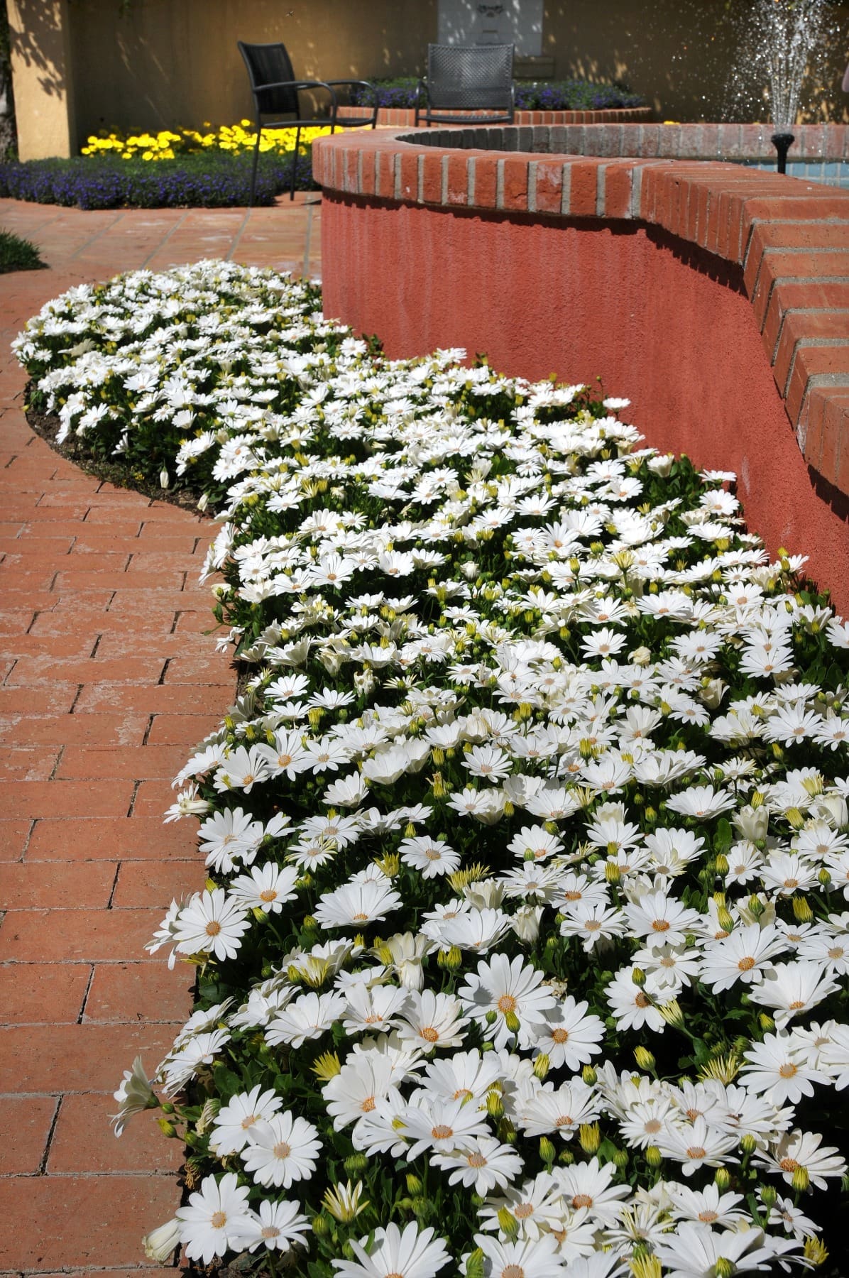 Ostéospermum Akila® Daisy White F1 – Image 3