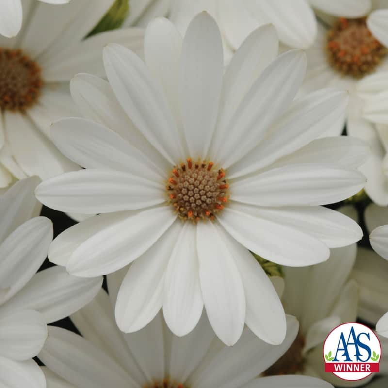 Ostéospermum Akila® Daisy White F1