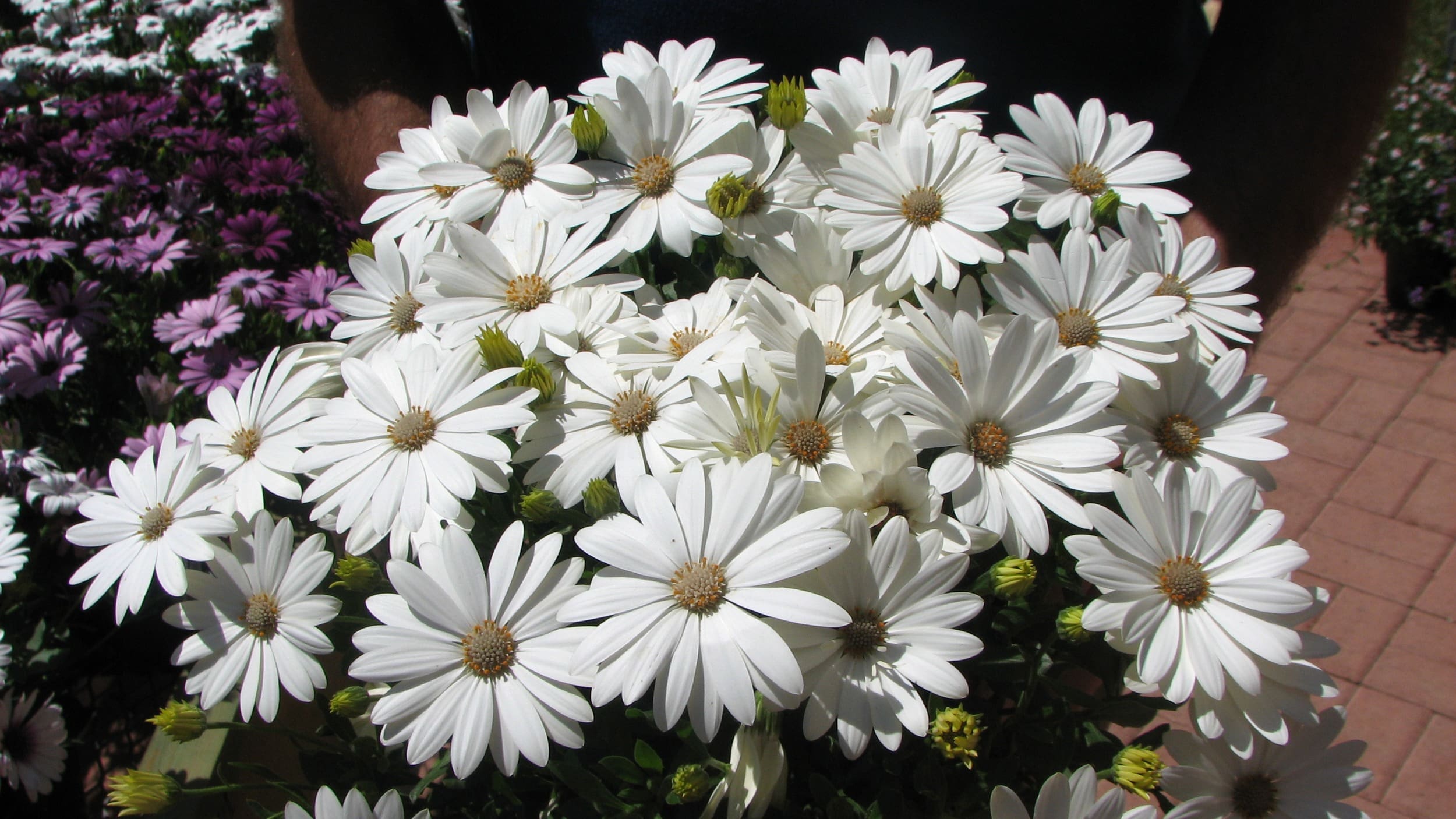 Ostéospermum Akila® Daisy White F1 – Image 2
